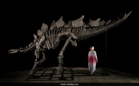 World's Largest Stegosaurus Skeleton Put On Action, May Fetch $4-6 Million