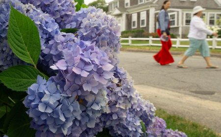 Why Hydrangeas Are Blooming Spectacularly in the Northeast This Summer