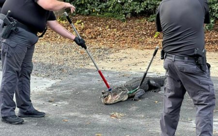 North Carolina police remove 8-foot alligator ‘trespasser’ from station parking lot: ‘Be aware'