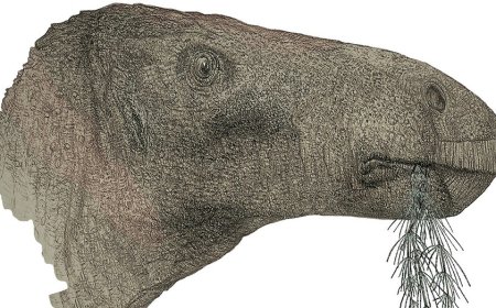 New species of dinosaur that lived 125 million years ago identified in England