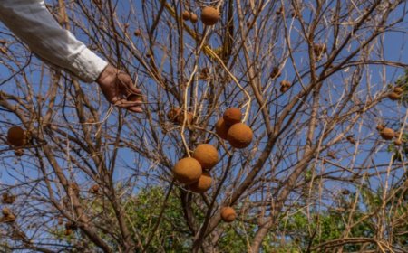 How is climate change affecting food prices and inflation?