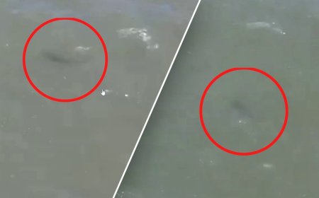 Portions of New York City beach temporarily closed after shark spotted, NYPD drone footage reveals