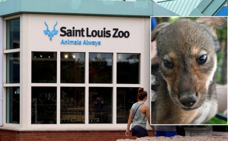 4 endangered American red wolf pups born at St. Louis Zoo in historic first