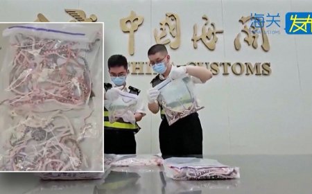 Man caught smuggling over 100 live snakes across border — in his pants