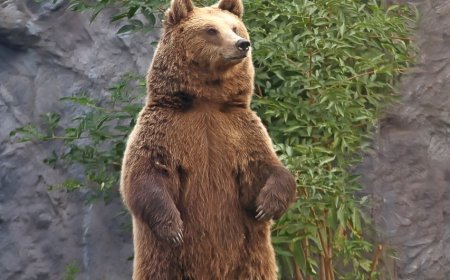 Romania Approves Culling Of Nearly 500 Bears After Deadly Hiker Attack