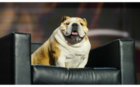 West Virginia Gov. Jim Justice appears on convention stage with pet bulldog Babydog 