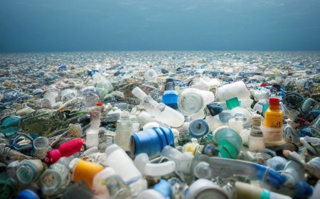 White House seeks end to government purchase of single-use plastic by 2035