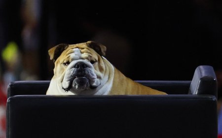 Babydog bobbleheads to hit shelves after 'first dog' stole the show at Republican National Convention