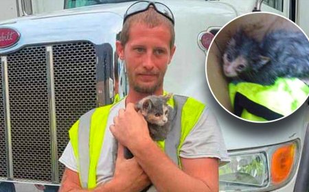 New Jersey kitten is rescued from waste compactor just in the nick of time