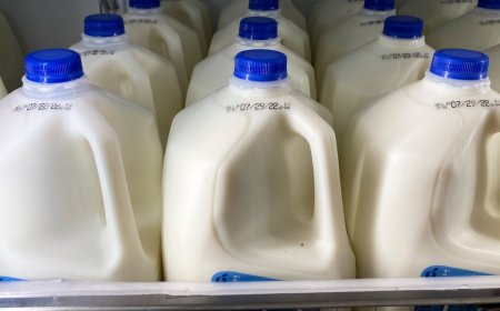 Colorado requiring dairies to test milk for bird flu