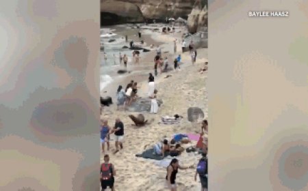 Pair of sea lions chase people, charge through crowds once again at California's La Jolla Cove