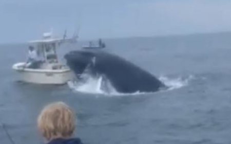 Breaching whale capsizes boat after landing on top of it off New Hampshire, shocking video shows