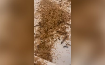 Pro-Palestine activists release maggots at Israeli delegation hotel