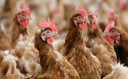 Boneless chicken wings can have bones, Ohio Supreme Court rules