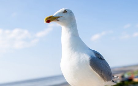 New Jersey man who ripped head off of seagull at pier sparks outrage online: 'Horrible man'