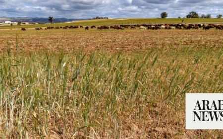 How climate change is exacerbating food insecurity, with dangerous consequences for import-reliant Middle East