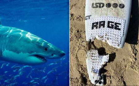 Australian surfer saved by off-duty police officer after shark ripped off leg, doctors hope to reattach it