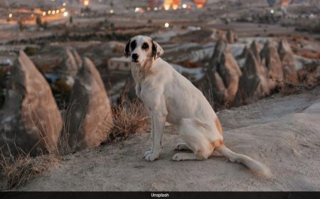 Turkey Introduces 'Massacre Law' To Remove Stray Dogs From Streets