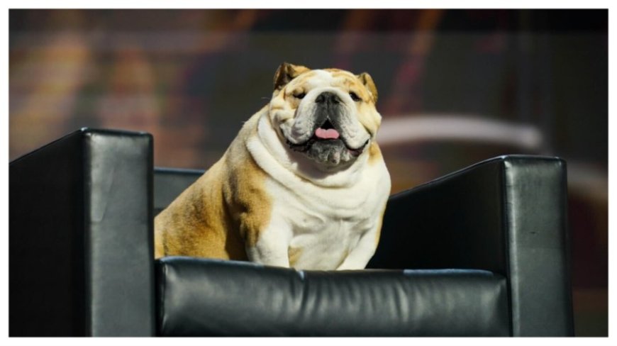 West Virginia Gov. Jim Justice appears on convention stage with pet bulldog Babydog