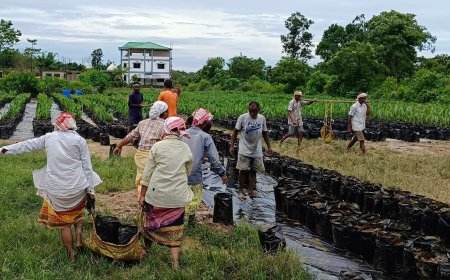 In India’s Assam, ‘hopes dashed’ for high returns on oil palm production