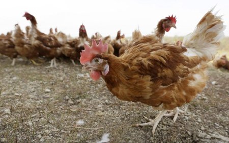 CDC targets bird flu among farm workers