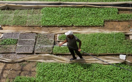 ‘This is my only hope’ says Palestinian who farms to combat hunger