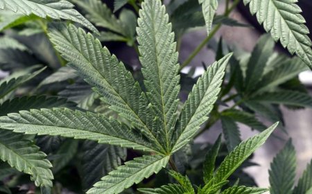 GOP protests marijuana rescheduling 