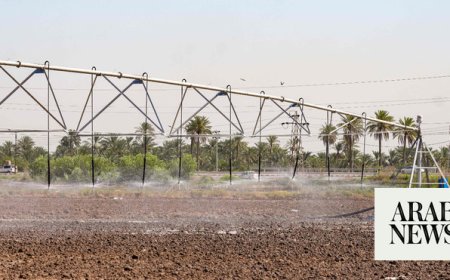 Farmers innovate to save Iraq’s rice production
