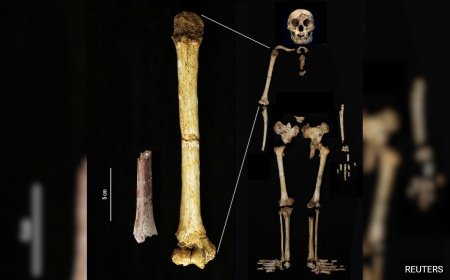Discovery Of Tiny Arm Bone Sheds Light On Mysterious ''Hobbit'' Humans