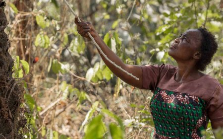 The Forest Women of Afi in Nigeria