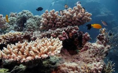 Great Barrier Reef endangered by hottest oceans in 400 years, study finds