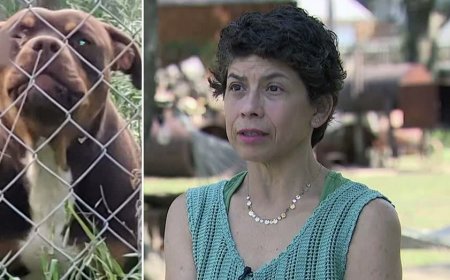 Texas family shoots pit bulls who attacked, killed their livestock: 'I live in fear for my life'