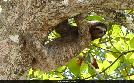 Sloth Borne Virus That Has Killed People In Their 20s Spreading In Europe
