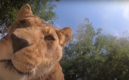 Watch what happens when Oregon Zoo lions find hidden camera in habitat