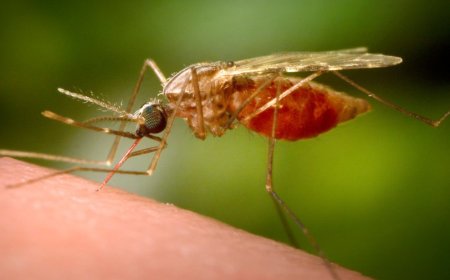 Deadly mosquito virus puts Mass. towns on high alert