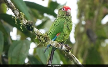 "Work Somewhere Else": Ecuador's Narco Violence Threatens Scientists