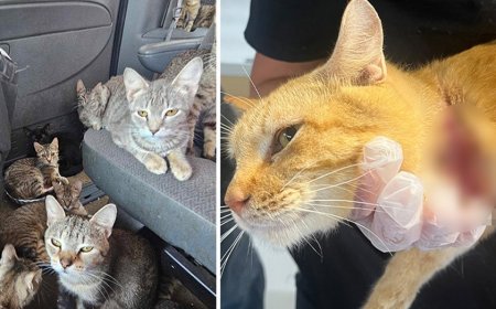 Dozens of cats in Iowa rescued from van amid heat wave after living in 'heartbreaking' conditions