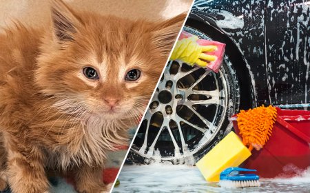 Kitten miraculously rescued from active car wash after employee heard 'meow'