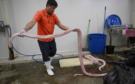 有批蛇肉好環保？被誤解與簡化的「蟒蛇養殖取肉」研究