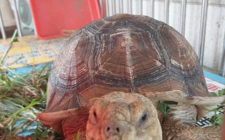 苗栗警發現蘇卡達象龜 若無人認回9月5日開放領養