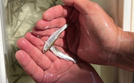 兩岸通水惹生態麻煩 陳玉珍願跟大陸反映「從源頭做管控」