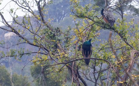 不只外來魚種入侵…獵捕趕不上繁殖速度 金門藍孔雀為患也成生態難題