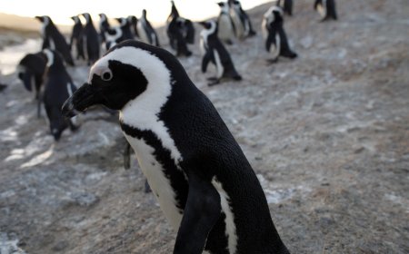 Penguins on the precipice: Survival in the ‘noisiest bay in the world’