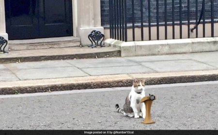 Larry, The 10 Downing Street Cat In UK, Gets A 'Russian' Rival 'JoJo'