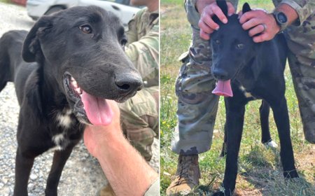 Deployed soldier pleads for rescue of puppy found overseas: 'Part of my soul'