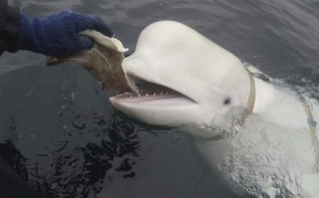 誰殺了「間諜白鯨」？挪威白鯨維迪米爾之死，動保專家發現多處槍傷