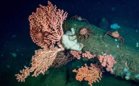 Biden administration takes step toward Indigenous-proposed marine sanctuary off California coast