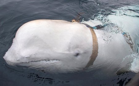 Was a beloved whale suspected of being a Russian ‘spy’ killed in Norway?