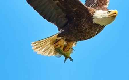 Golden Eagle Attacks Norwegian Toddler, Killed By Gamekeeper: Report