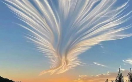 大陸湖北上空現「鳳舞九天」奇觀 猶如金色鳳凰展翅翺翔